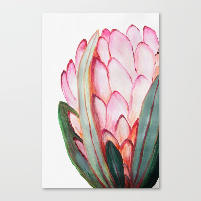 Protea in pink Canvas Print