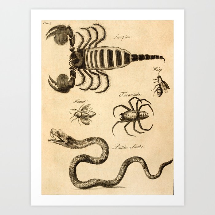 Art from "An Essay Toward a Natural History of Serpents" (1742) Art Print