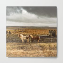 Iceland Horse Pair Metal Print