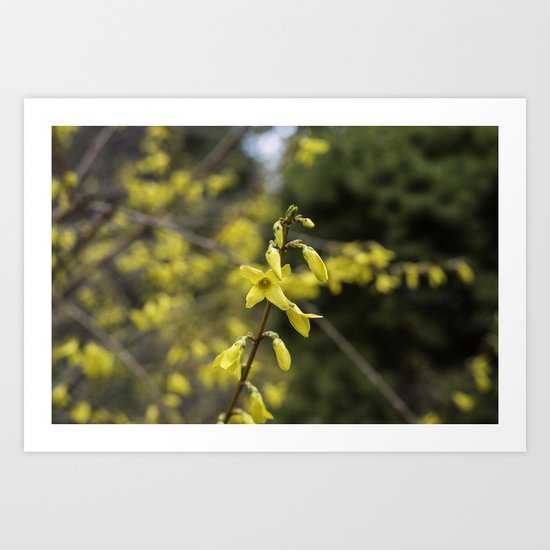 Forsythia Art Print
