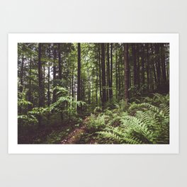 Woodland - Landscape and Nature Photography Art Print