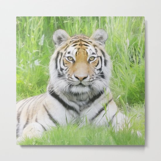 Tiger Stare Metal Print