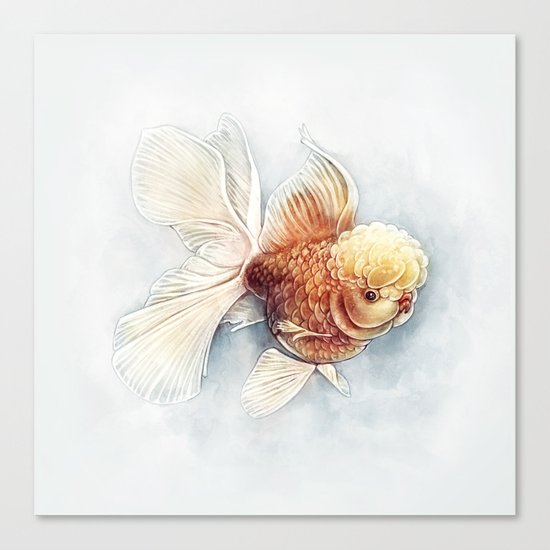 Oranda Goldfish Canvas Print