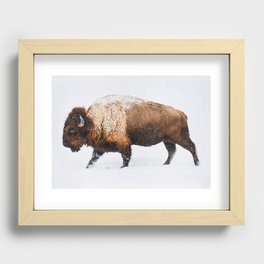 Buffalo In The Snow Recessed Framed Print