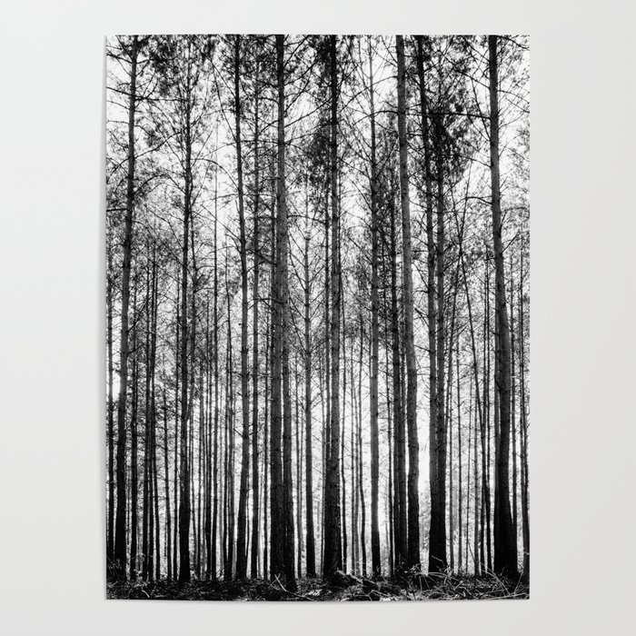trees in forest landscape - black and white nature photography Poster