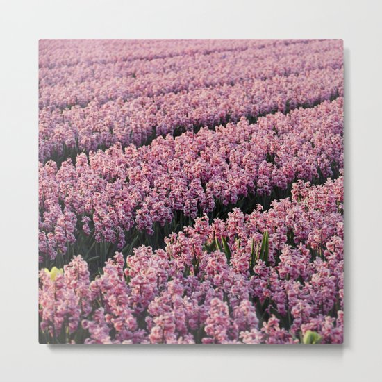 Hyacinth field Metal Print