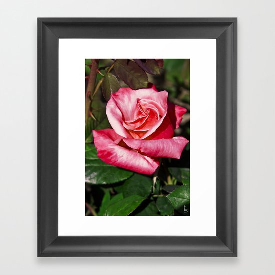 Red Rose I Framed Art Print