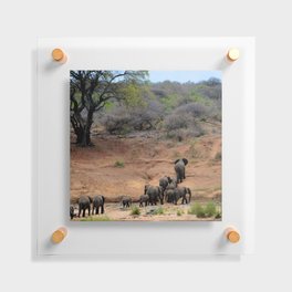 South Africa Photography - A Herd Of Elephants Floating Acrylic Print