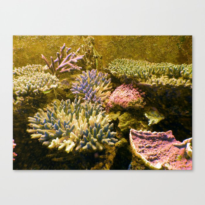 Coral Reef 2 Canvas Print