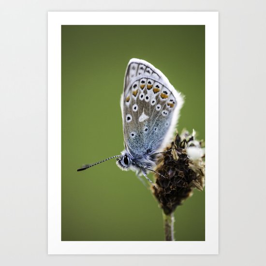 Common Blue Butterfly 2 Art Print