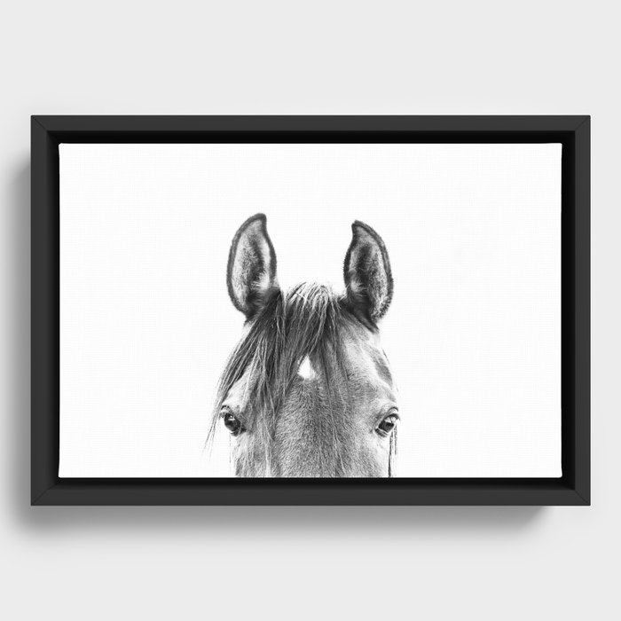 peekaboo horse, bw horse print, horse photo, equestrian print, equestrian photo, equestrian decor Framed Canvas