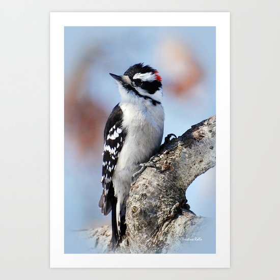 Woodpecker Art Print