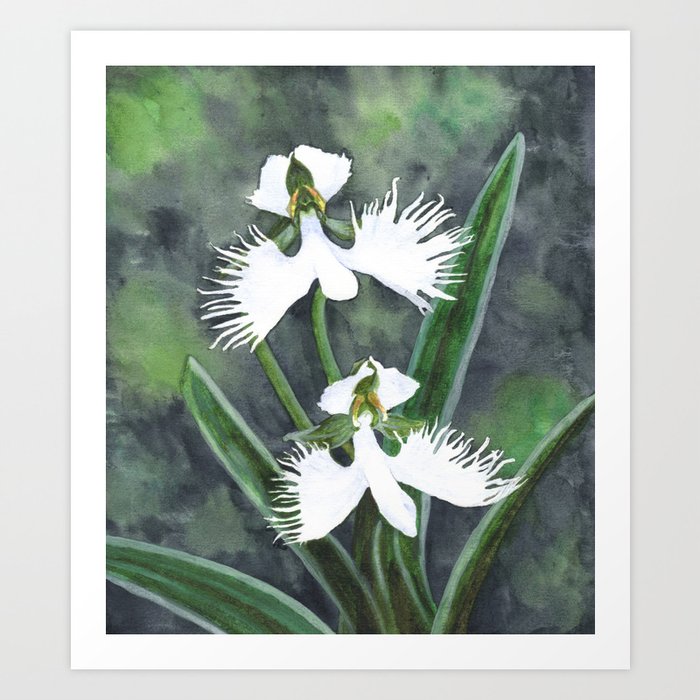 Habenaria radiata white egret orchids flowers Art Print