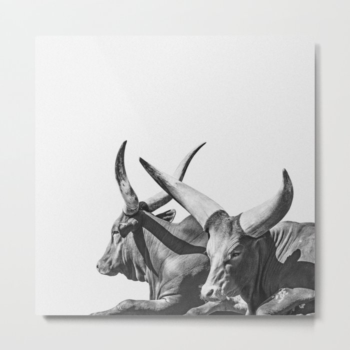 Animal Photography | Ankole-Watusi | Cattle | Bull | Steer | Black and White Metal Print