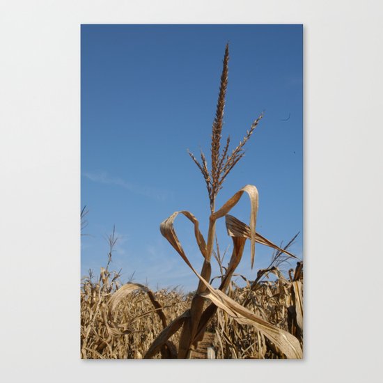 Harvest Canvas Print