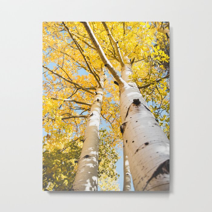 Autumn Yellow Fall Trees Metal Print