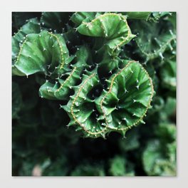 Emerald green Cactus Botanical Photography, Nature, Macro, Canvas Print