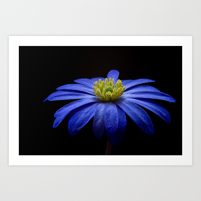 Blue Daisy Gerbera Flower On A Black Background Art Print By Moonfluff Society6