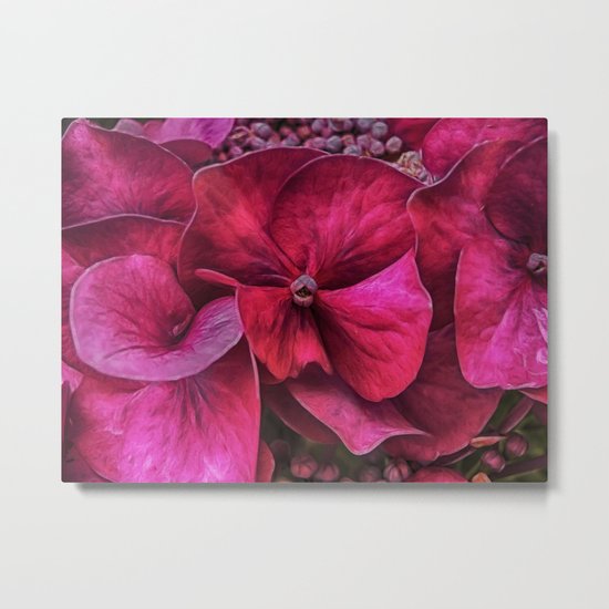 Hydrangea Red blooms Metal Print