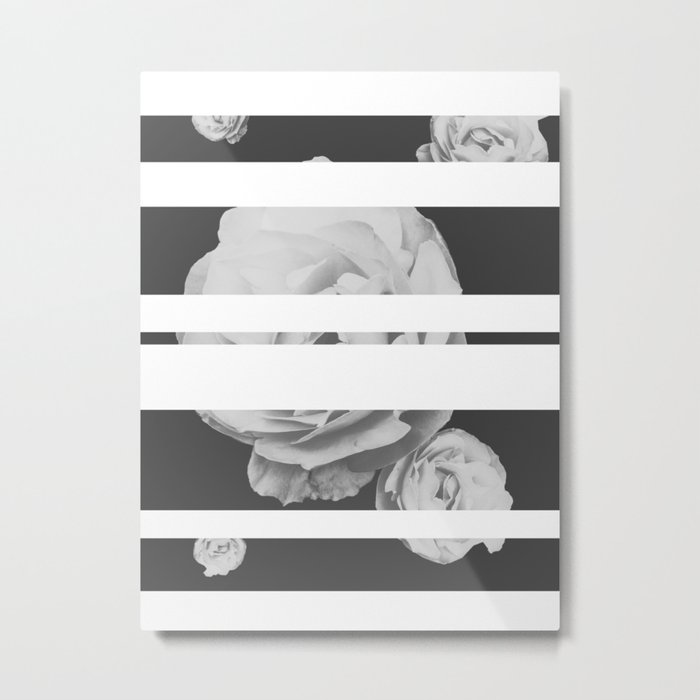 White Stipe Roses Metal Print