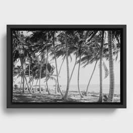 Miami Florida Palm Trees Black and White Vintage Photograph, 1915 Framed Canvas