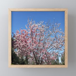 Cherry Blossoms Photography  Framed Mini Art Print