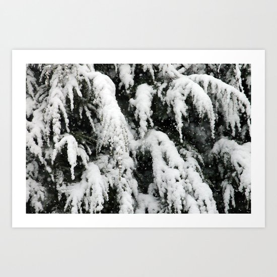 Fresh Snow on Pines Art Print