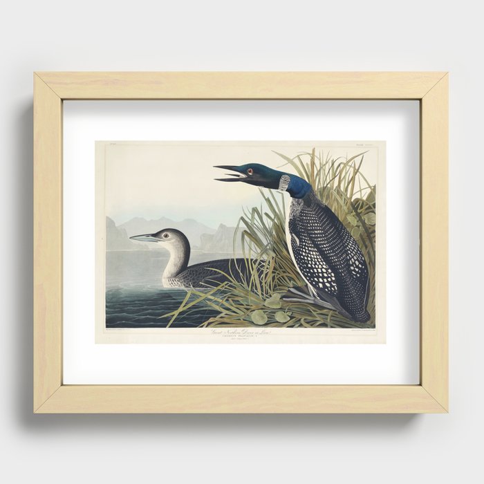 Great Northern Diver or Loon from Birds of America (1827) by John James Audubon  Recessed Framed Print