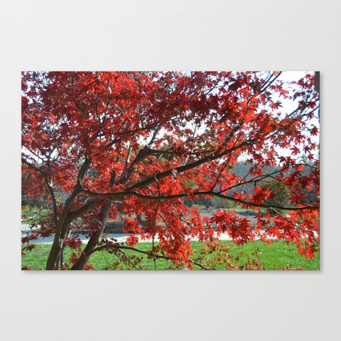 Japanese Maple Canvas Print