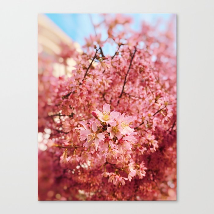 Cherry Blossoms - I Canvas Print