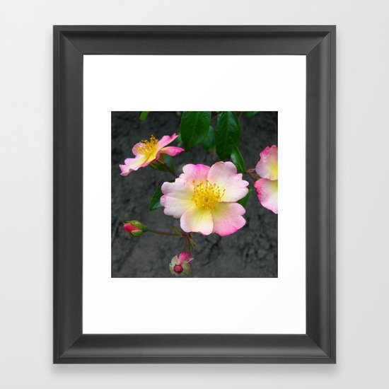wild rose IV Framed Art Print