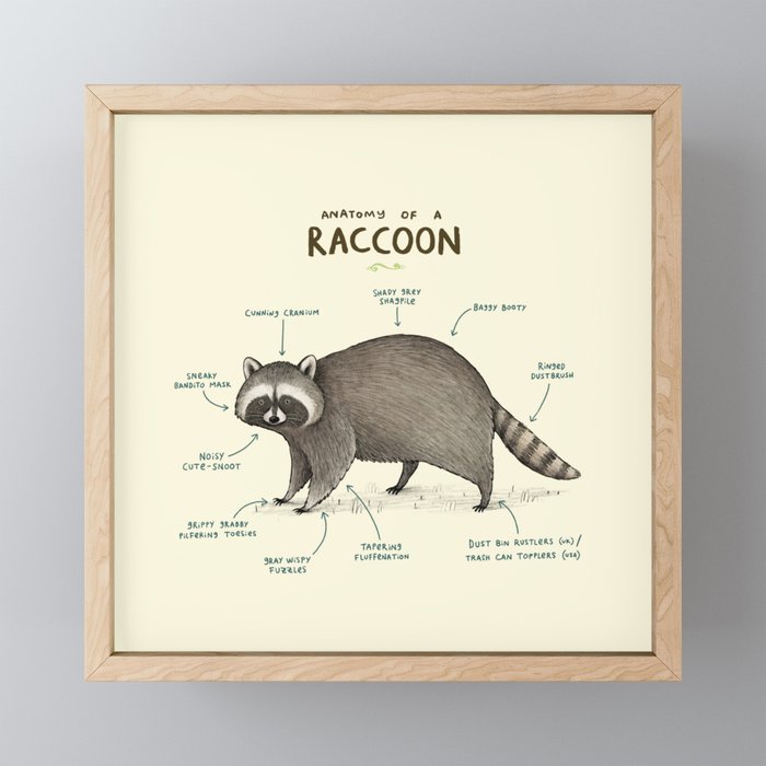 Anatomy of a Raccoon Framed Mini Art Print