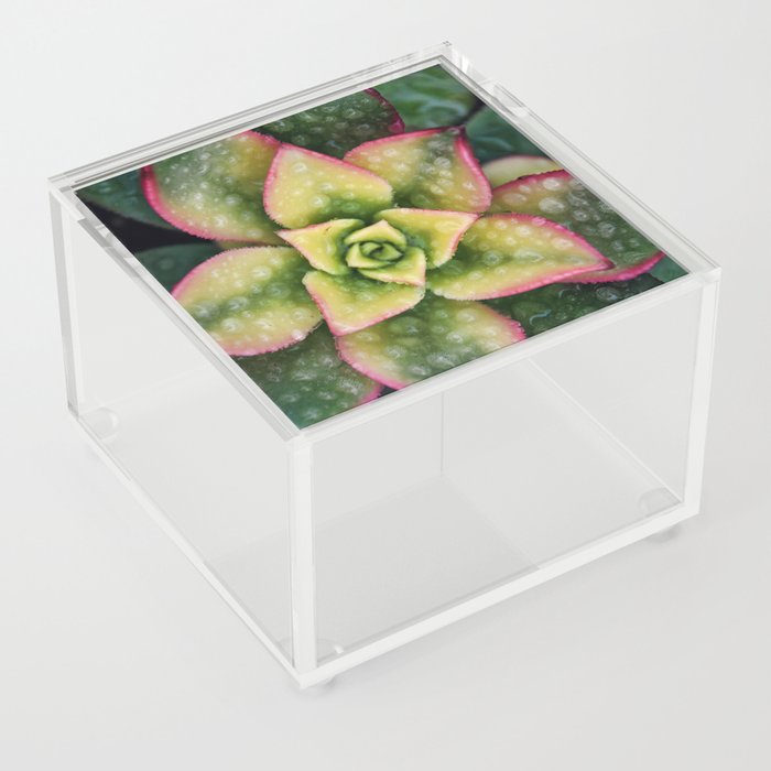Succulents 8 Acrylic Box