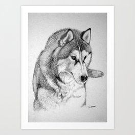 Siberian  Husky Art Print