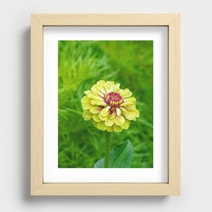 Green and Magenta Zinnia's Recessed Framed Print