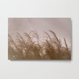 Dance the dream of reality. Metal Print | Color, Wind, Addiction, Poetry, Mood, Emotive, Photo, Nature, Miscanthus, Fantasy 