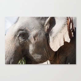 Elephant Eye Canvas Print