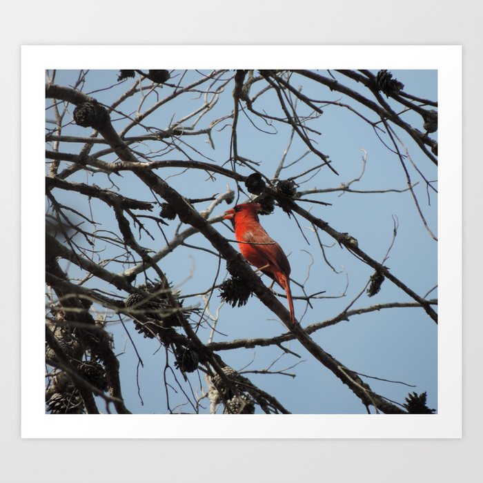 Bright red cardinal in the pine tree Art Print