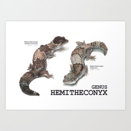 Genus Hemitheconyx Art Print