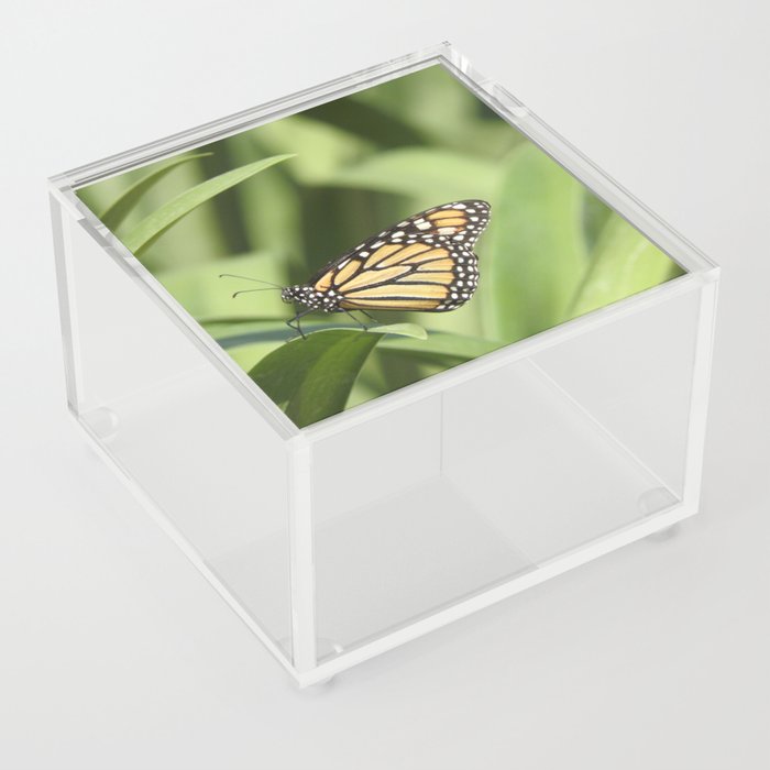 Mexico Photography - Beautiful Butterfly On A Plant Acrylic Box