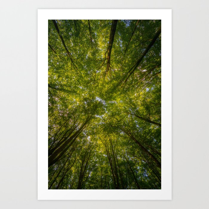 Beech Forest Canopy - Vertical Art Print