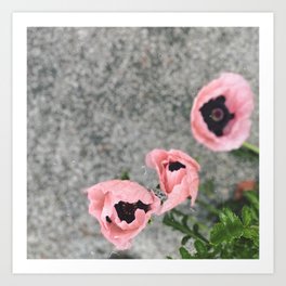 pink poppies Art Print