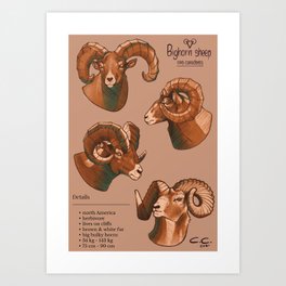 Bighorn Sheeps Graphic Print Art Print
