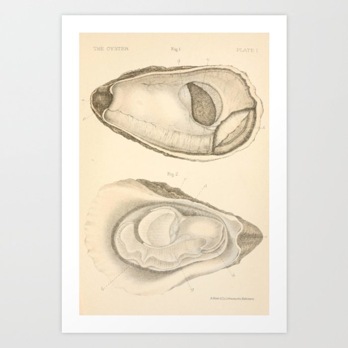 Oyster Anatomy Art Print