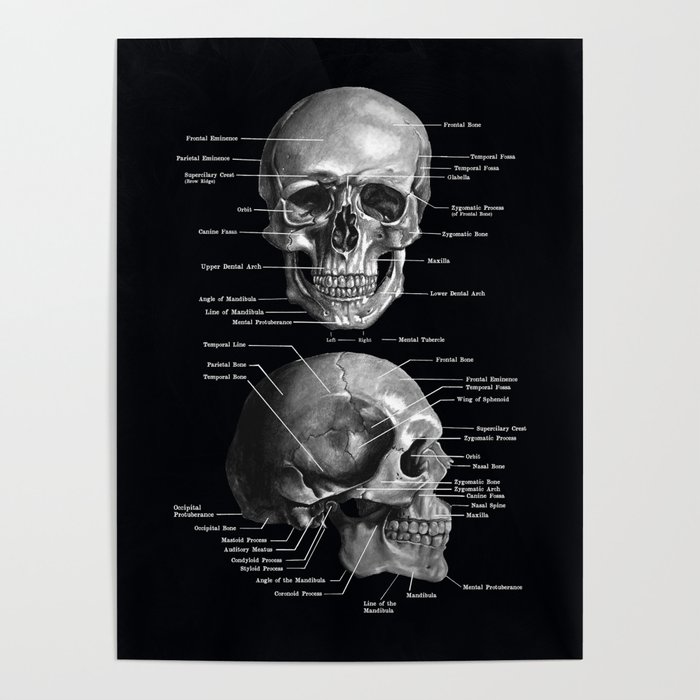 Skull Anatomy - Dark Version Poster