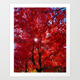 Sun Through Red Maple Leaves Art Print