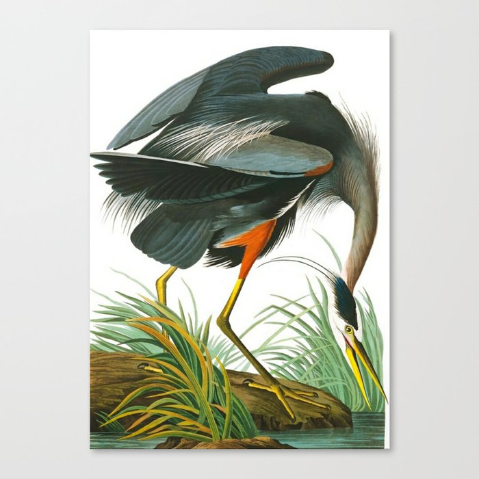 John James Audubon Great Blue Heron Canvas Print