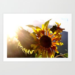 salute to the Sun as a sunflower Art Print