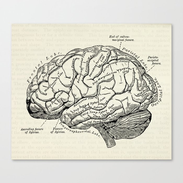 Vintage medical illustration of the human brain Canvas Print
