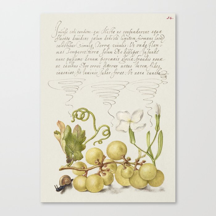 Vintage ornamental calligraphic art with grapes and flowers Canvas Print